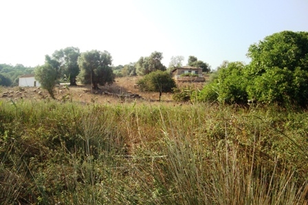 (For Sale) Land Agricultural Land  || Aitoloakarnania/Aitoliko - 350.000,00Sq.m, 1.100.000€ 