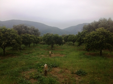 (For Sale) Land Agricultural Land  || Argolida/Nafplio - 9.000,00Sq.m, 140.000€ 