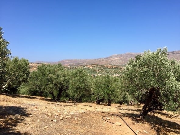 (For Sale) Land Plot || Lasithi/Itanos - 7.025 Sq.m, 100.000€ 