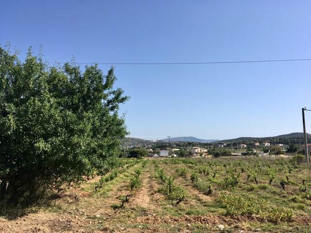 (For Rent) Land Plot || East Attica/Spata - 5.500 Sq.m, 350€ 